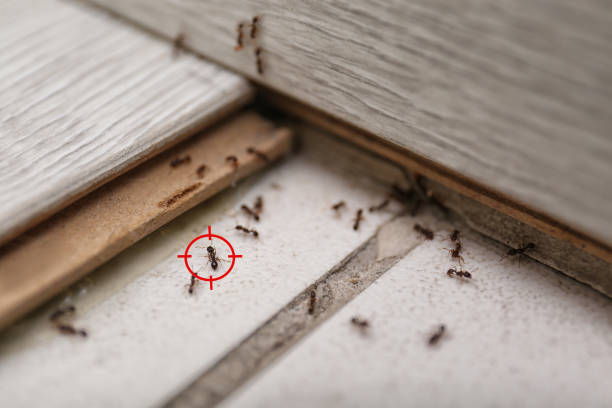 Best Best Pest Control Companies  in Choudrant, LA