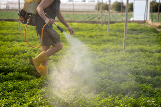 Best Pest Prevention Services  in Choudrant, LA